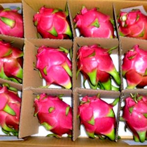 Dragon fruit