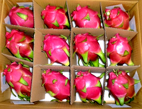 Dragon fruit