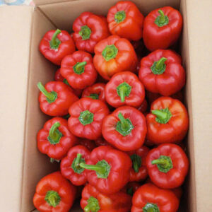 Bell pepper