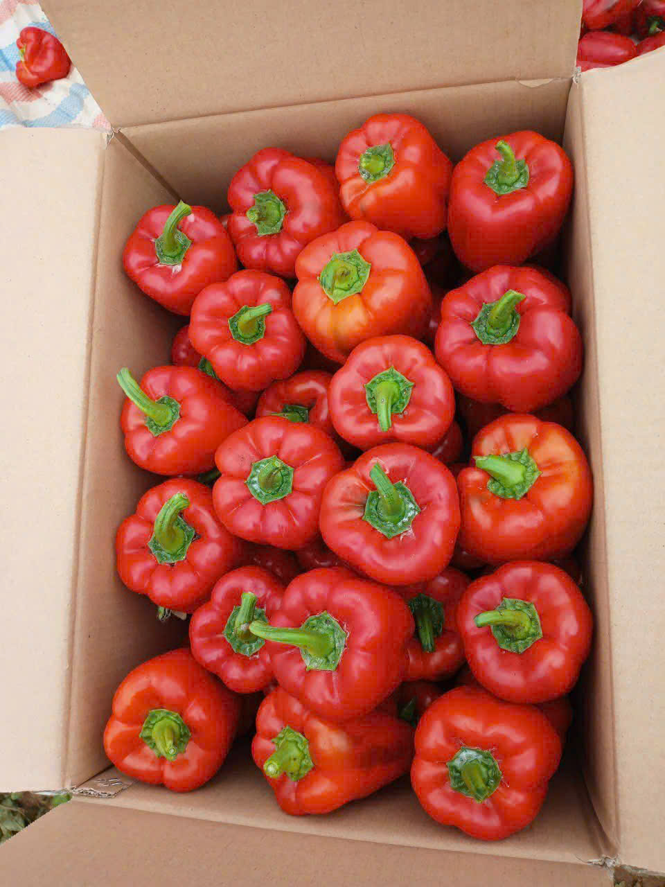 Bell pepper