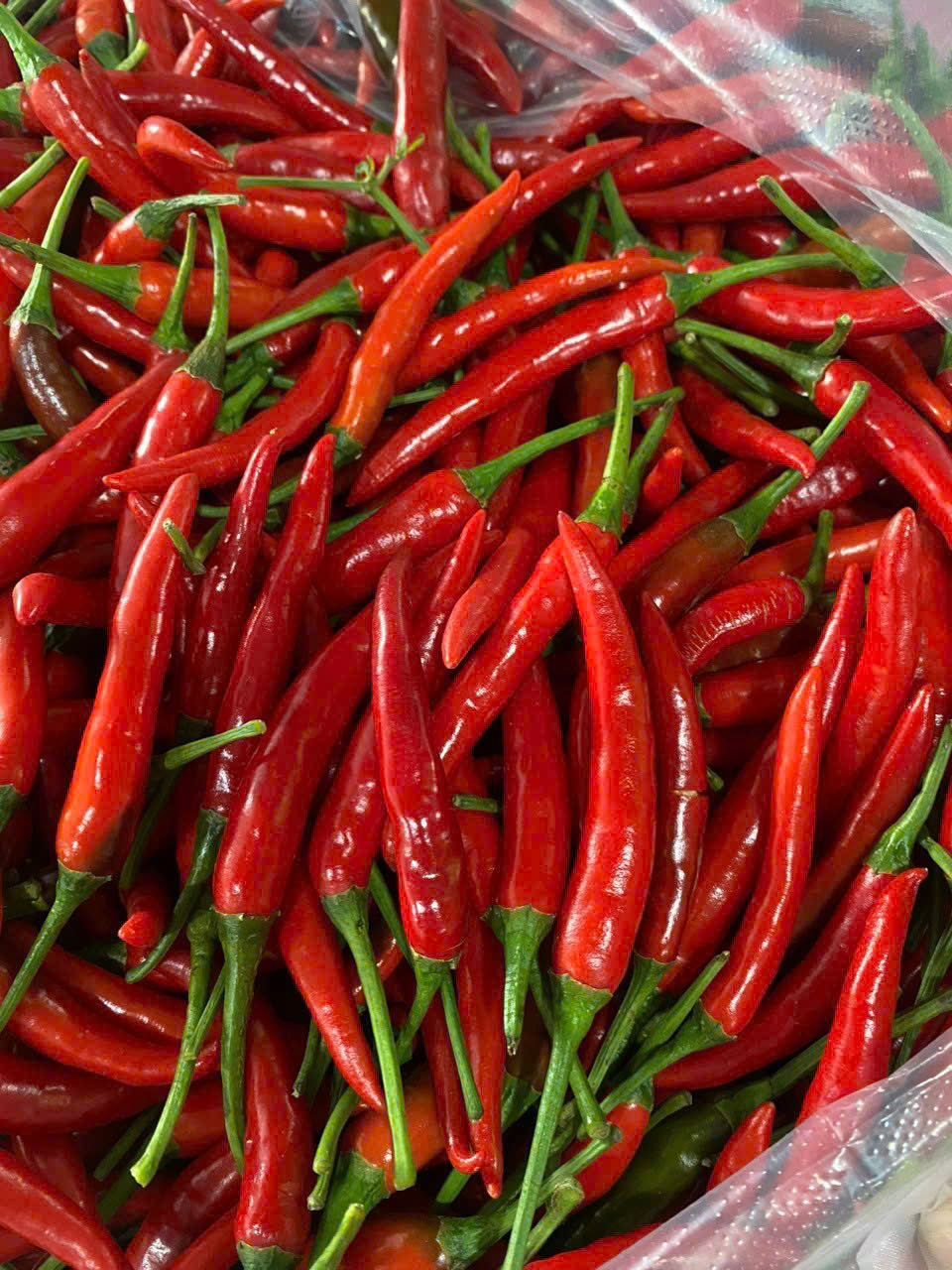 Chili pepper
