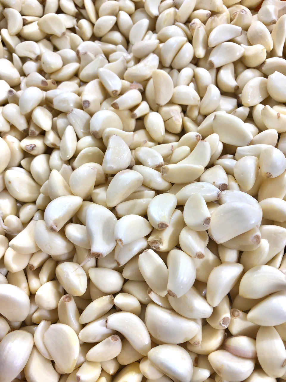 Garlic