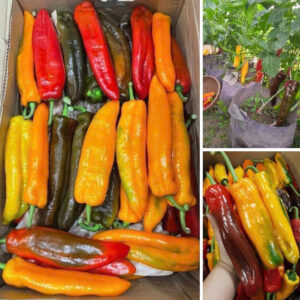 Fruit peppers