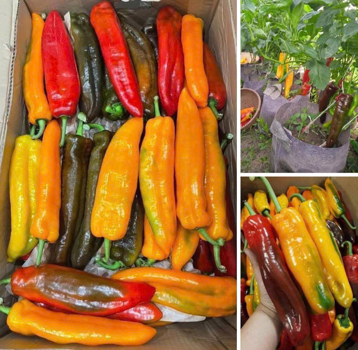 Fruit peppers
