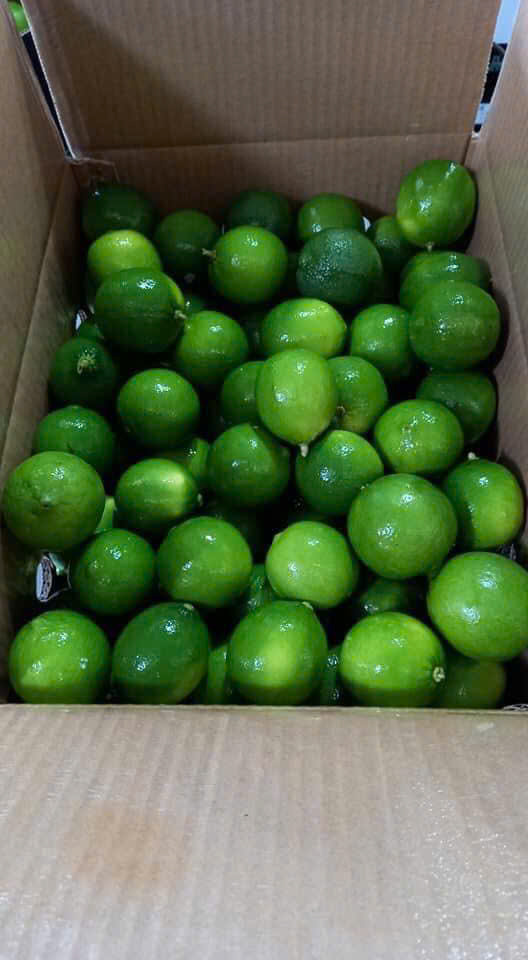 Lemon
