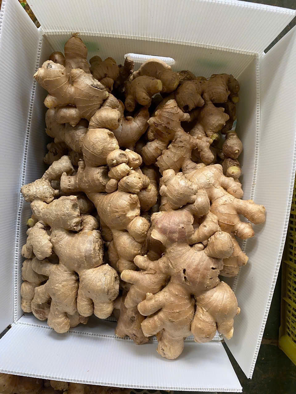 Forest tubers