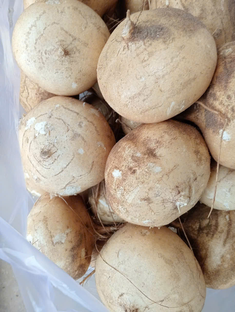 Cassava root